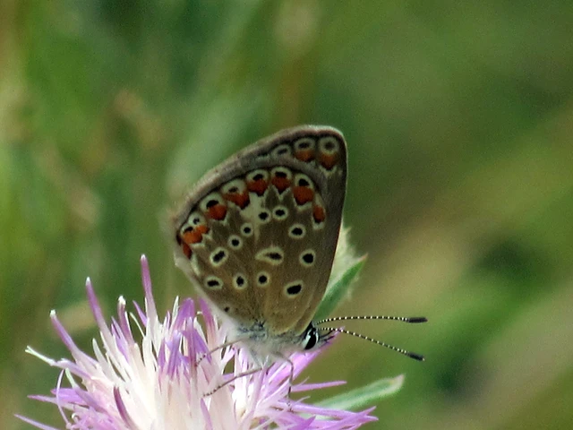 Polyommatus icarus - közönséges boglárka