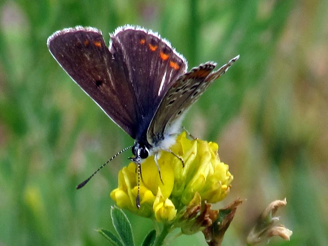 Aricia agestis - szerecsenboglárka