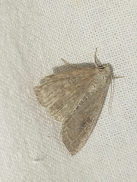Parastichtis suspecta - sötét erdeibagoly