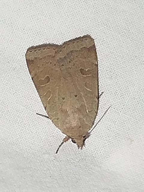 Noctua comes - kis sárgafűbagoly