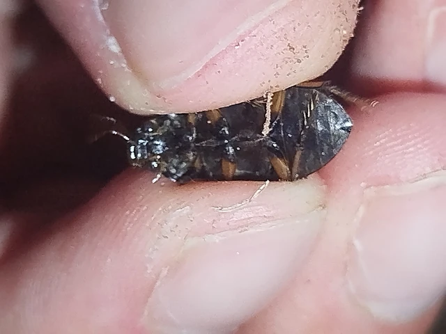 Hydrochara flavipes - sárgalábú csibor