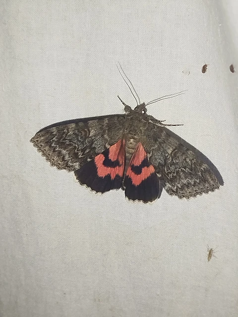 Catocala nupta - piros övesbagoly