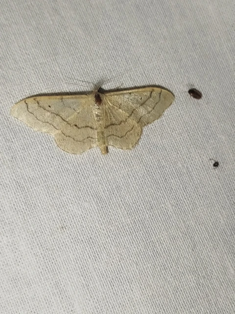 Idaea aversata - nagy sávosaraszoló