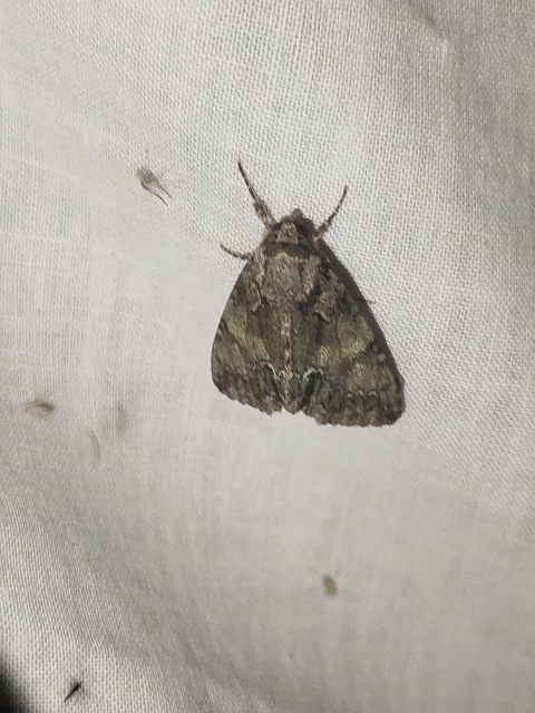 Polyphaenis sericata - selyemfényű erdeibagoly