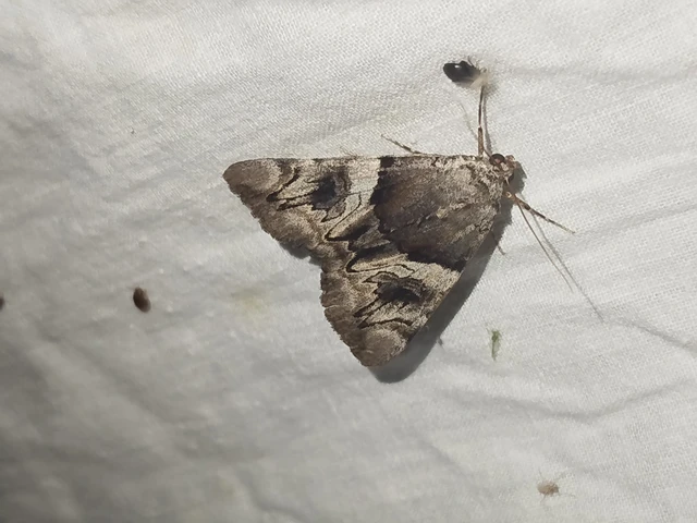 Catocala fulminea - galagonya-övesbagoly