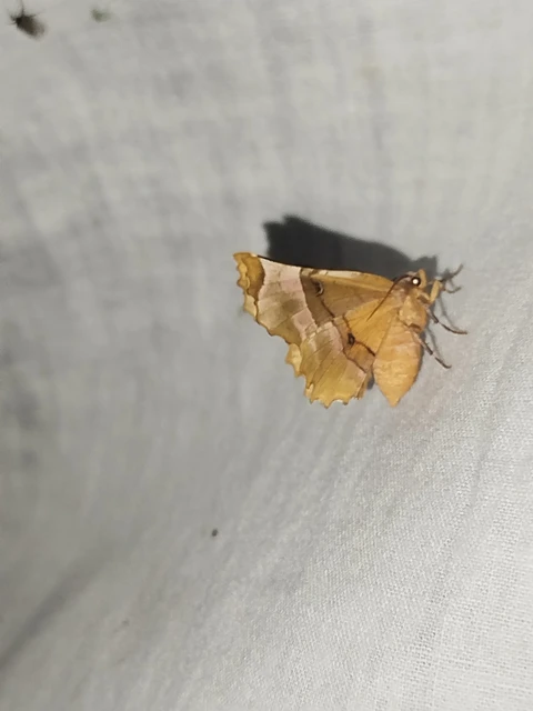 Selenia lunularia - egyfoltos holdasaraszoló