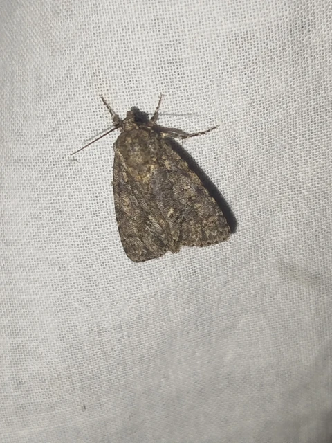 Acronicta rumicis - sóska-szigonyosbagoly Acronicta rumicis - sóska-szigonyosbagoly