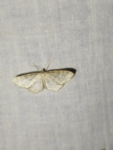 Idaea fuscovenosa - szürkeszélű apróaraszoló