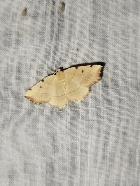 Eilicrinia trinotata - háromjegyű araszoló