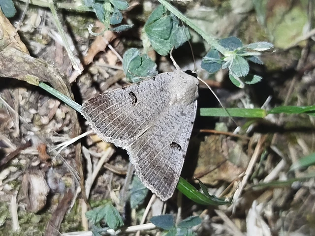 Lygephila craccae - gyakori csüdfűbagoly