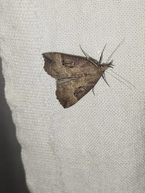 Hypena rostralis - közönséges karcsúbagoly