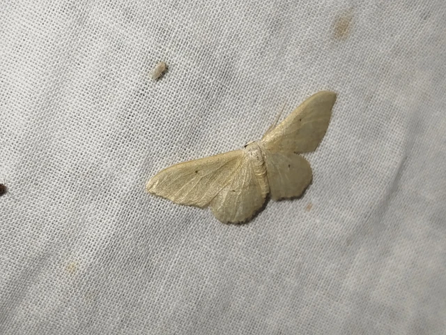 Idaea straminata - szalmasárga sávosaraszoló