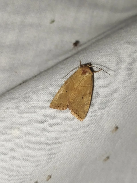 Cosmia trapezina - közönséges lombbagoly