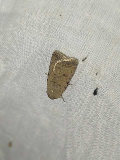 Paradrina clavipalpis - közönséges selymesbagoly