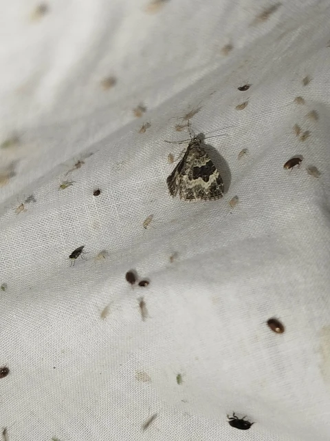 Epirrhoe alternata - galaj-tarkaaraszoló
