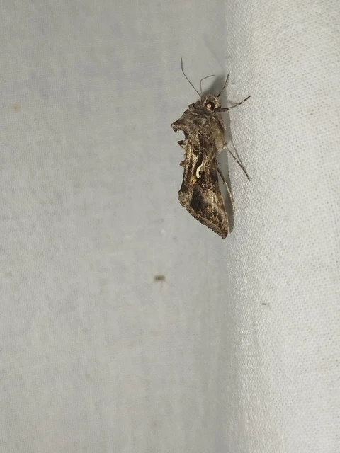 Autographa gamma - gammalepke