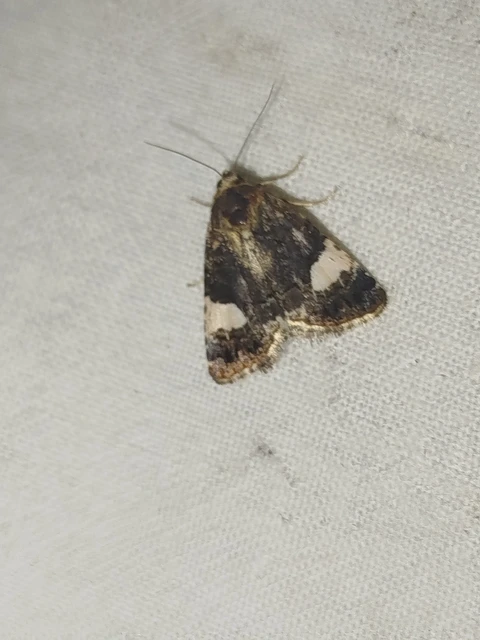 Tyta luctuosa - fekete nappalibagoly