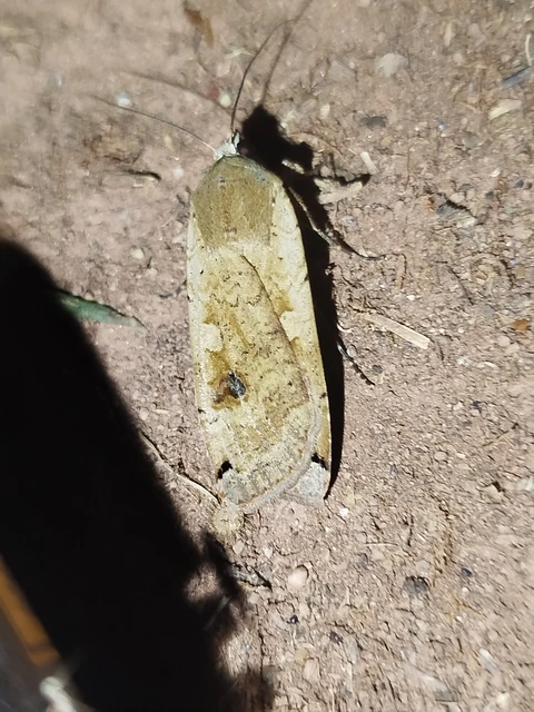 Noctua pronuba - nagy sárgafűbagoly