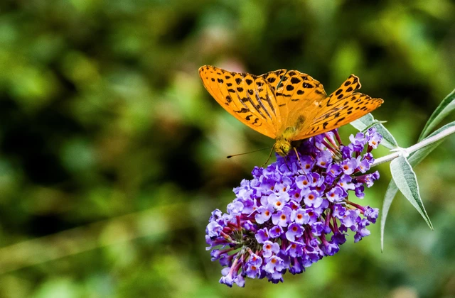 Argynnis paphia - nagy gyöngyházlepke