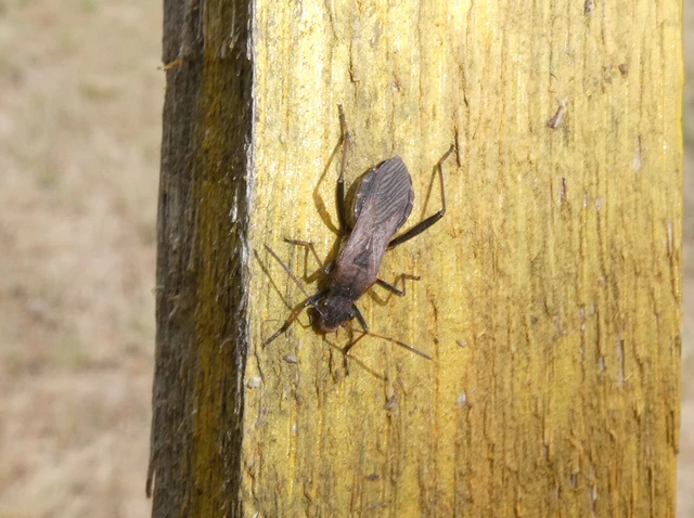 Alydus calcaratus - szőrös tövispoloska
