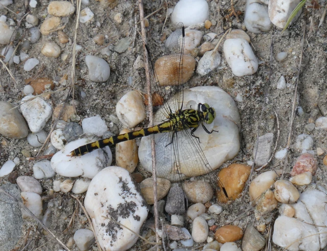 Onychogomphus forcipatus - gyűrűs folyami-szitakötő Onychogomphus forcipatus - gyűrűs folyami-szitakötő