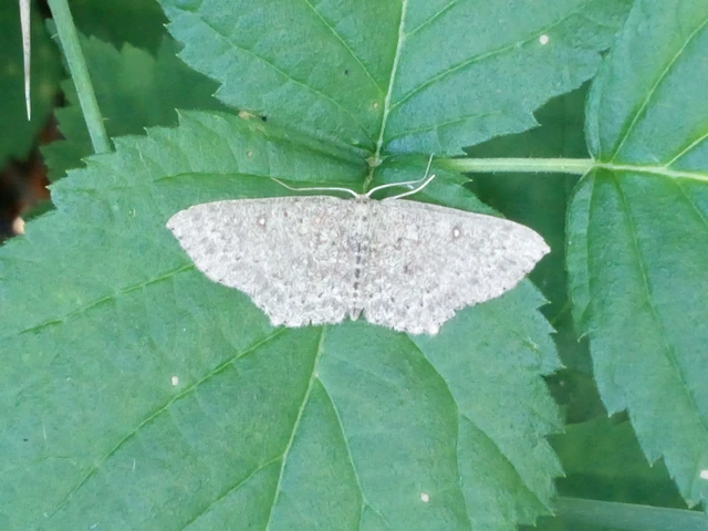 Cyclophora pendularia - fűzfa-pettyesaraszoló