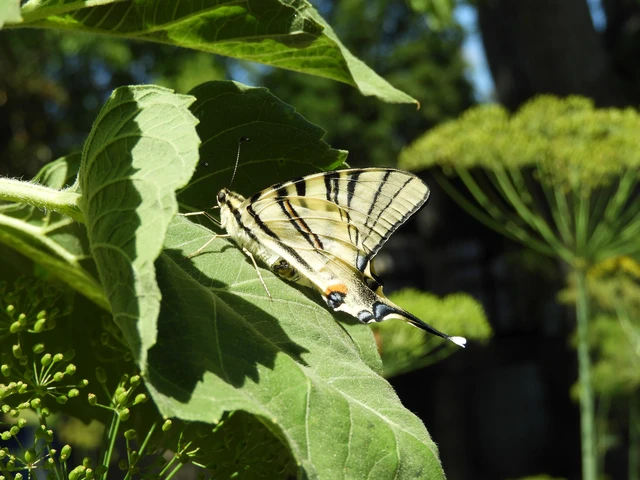 Iphiclides podalirius - kardoslepke
