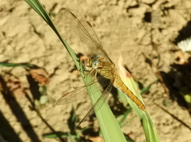 Orthetrum coerulescens - karcsú pásztorszitakötő