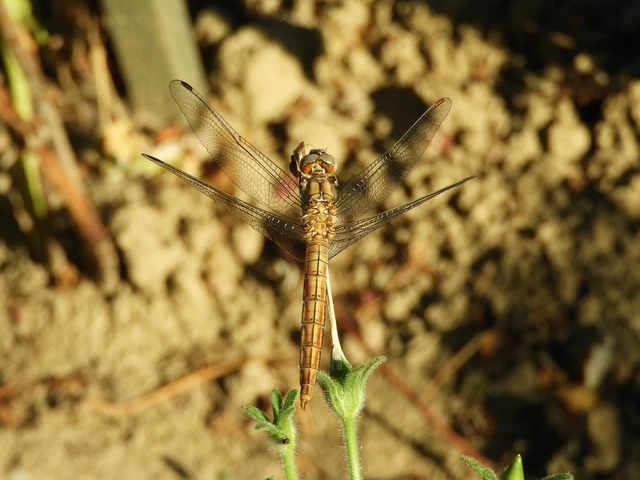 Orthetrum brunneum - pataki pásztorszitakötő