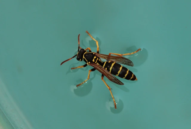 Polistes - papírdarazsak