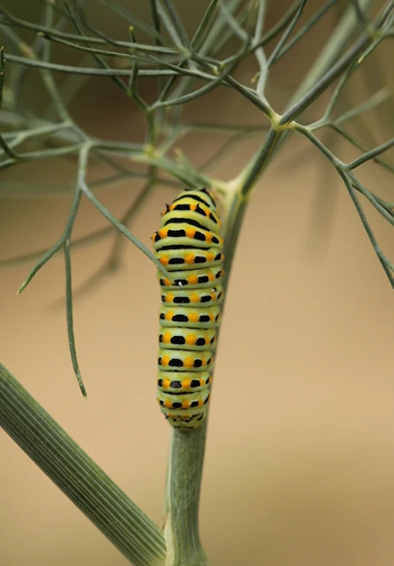 Papilio machaon - fecskefarkú lepke