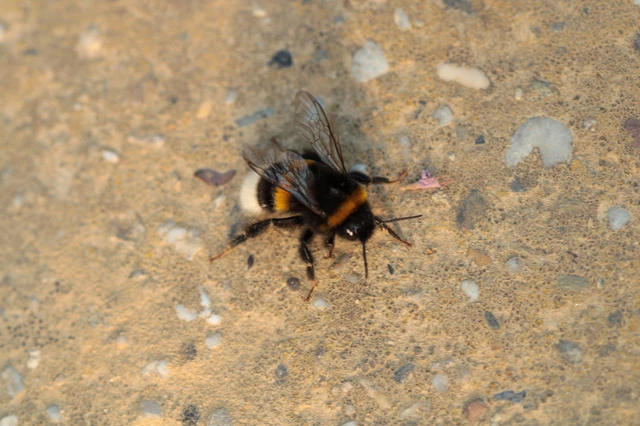 Bombus - poszméhek