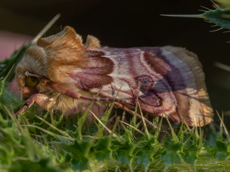 Periphanes delphinii - szarkalábbagoly