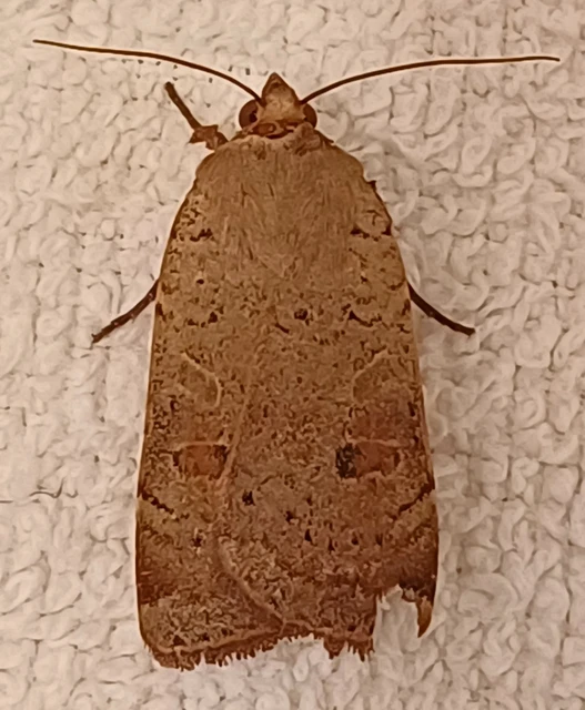 Noctua comes - kis sárgafűbagoly
