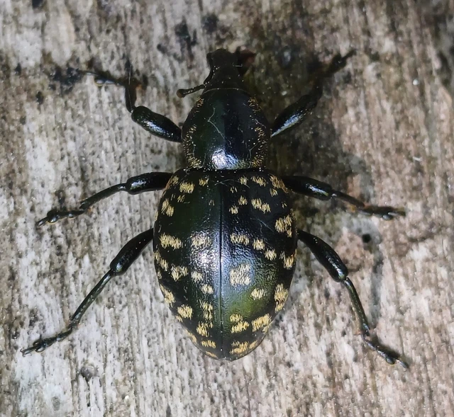 Liparus germanus - német acsalapuormányos