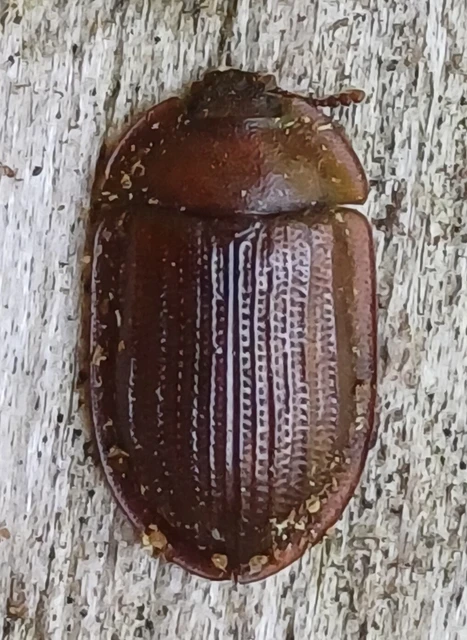 Ostoma ferruginea - rozsdaszínű korongbogár