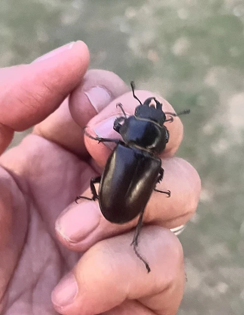 Lucanus cervus - nagy szarvasbogár