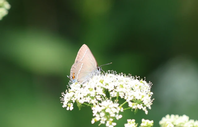 Satyrium spini - kökény-csücsköslepke