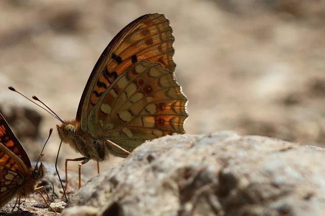 Argynnis adippe - ezüstös gyöngyházlepke