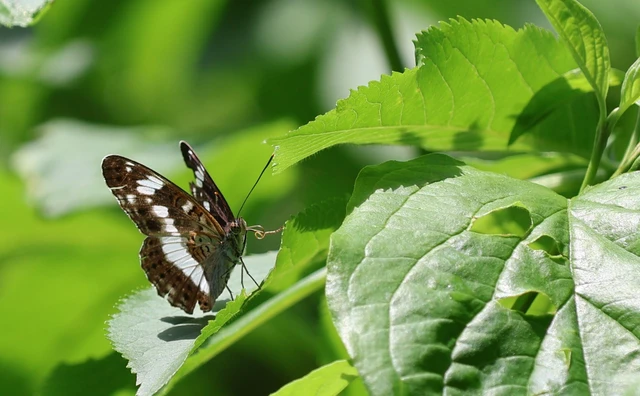 Limenitis camilla - kis lonclepke