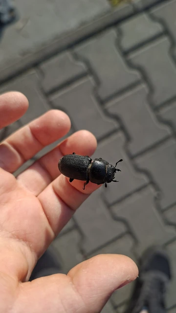 Dorcus parallelipipedus - kis szarvasbogár