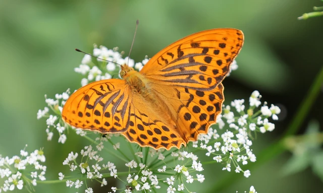 Argynnis paphia - nagy gyöngyházlepke