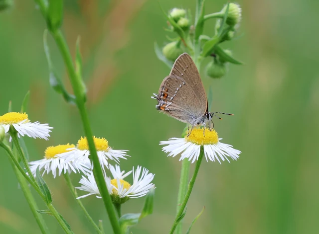 Satyrium acaciae - akác-csücsköslepke
