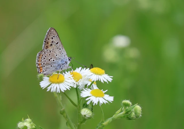 Lycaena alciphron - ibolyás tűzlepke