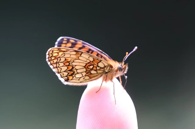 Melitaea athalia - közönséges tarkalepke