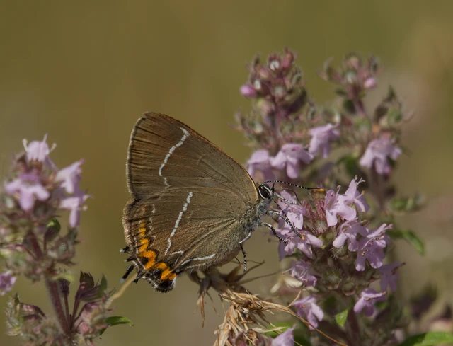 Satyrium w-album - szilfa-csücsköslepke