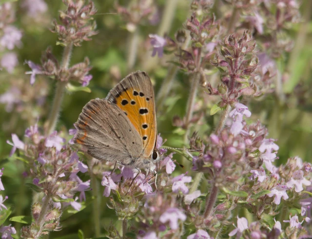 Lycaena phlaeas - közönséges tűzlepke Lycaena phlaeas - közönséges tűzlepke
