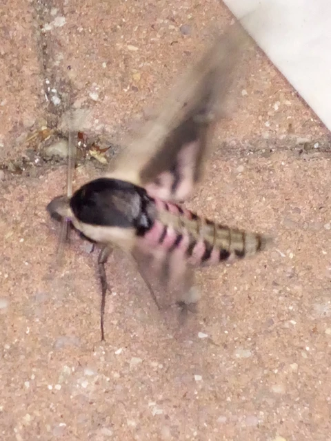 Sphinx ligustri - fagyalszender