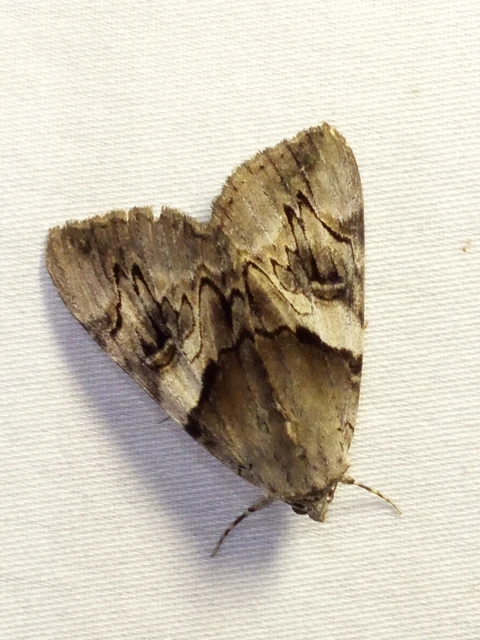 Catocala fulminea - galagonya-övesbagoly