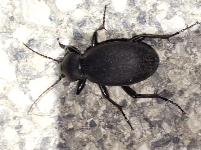 Carabus coriaceus - bőrfutrinka Carabus coriaceus - bőrfutrinka